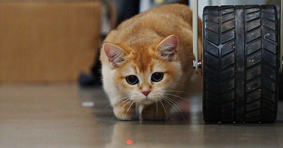 Automatic Interactive Cat Laser Toy - indoor play