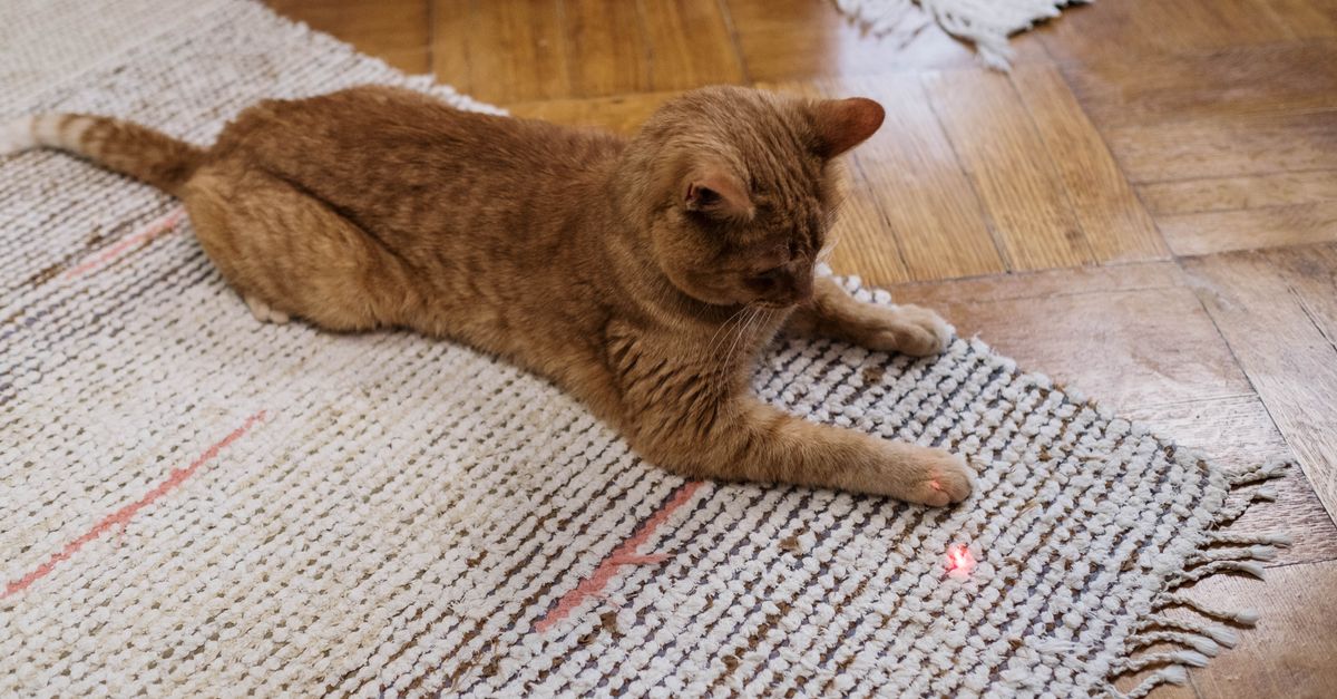 Automatic Interactive Cat Laser Toy - cat playing