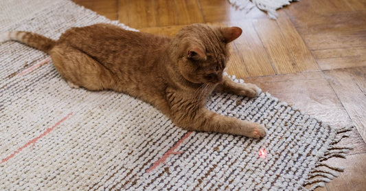 Automatic Interactive Cat Laser Toy - cat playing